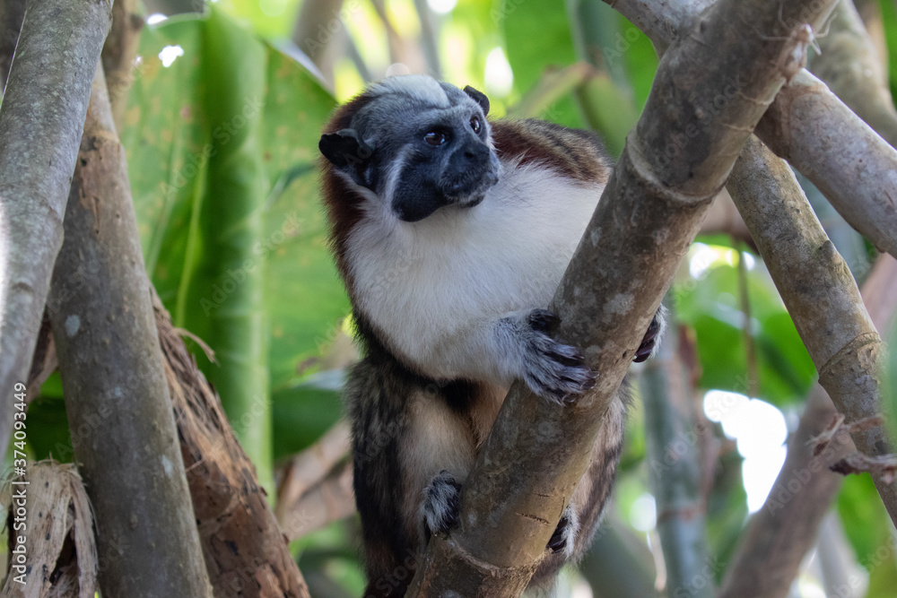 Fototapeta premium Views of Geoffroy’s tamarin monkey (scientific name Saguinus geoffroyi), Panama