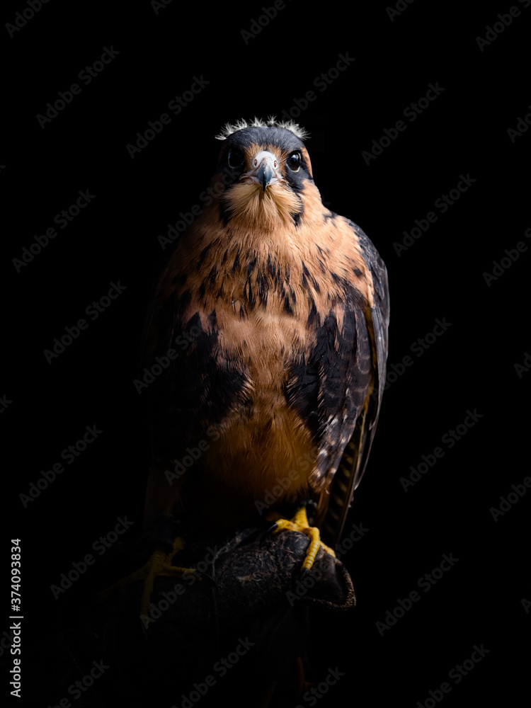 Young Aplomado falcon on hand. Falco femoralis. Young Aplomado falcon on hand. Falco femoralis.