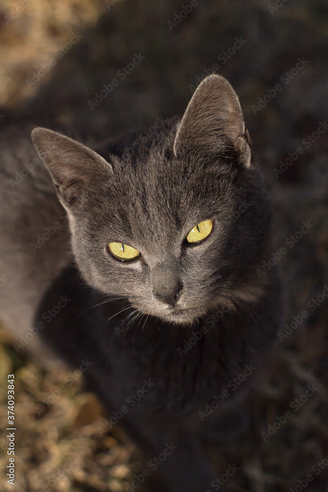 A beautiful gray cat with fine hair looks at the sun with its yellow eyes.