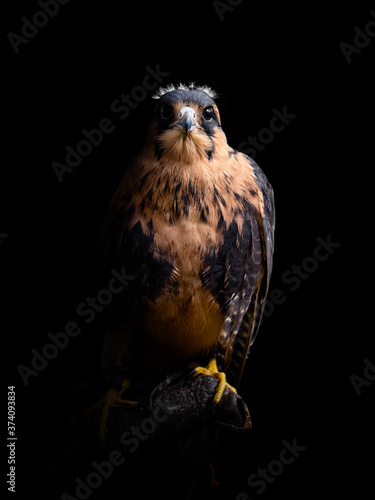 Young Aplomado falcon on hand. Falco femoralis. photo