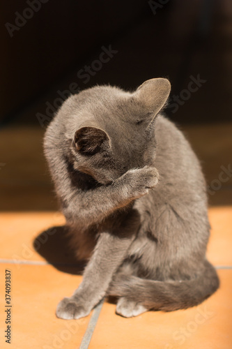 Plakat w ramie Ashamed cat covers his face. Funny kitten regrets having entered the yard.