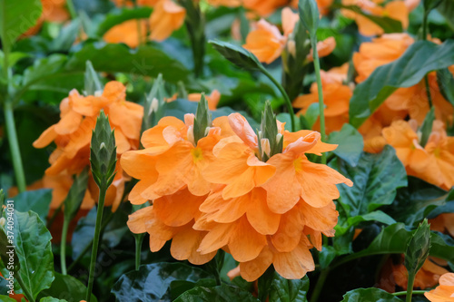 Blooming Orange Flowers Crossandra (Lat. - Crossandra infundibuliformis) photo