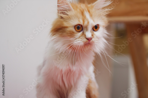 Close-up shot Persian kitten sitting and look, select focus shallow depth of field