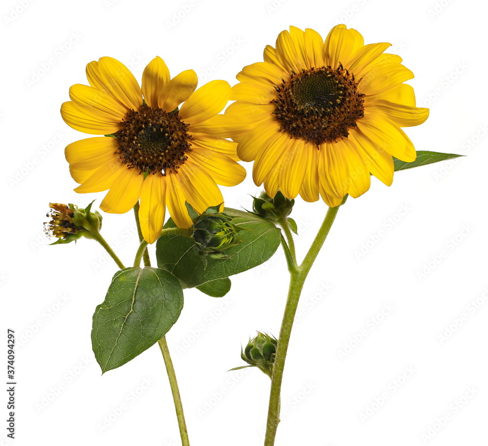 Fototapeta premium Sunflowers isolated on white background with clipping path