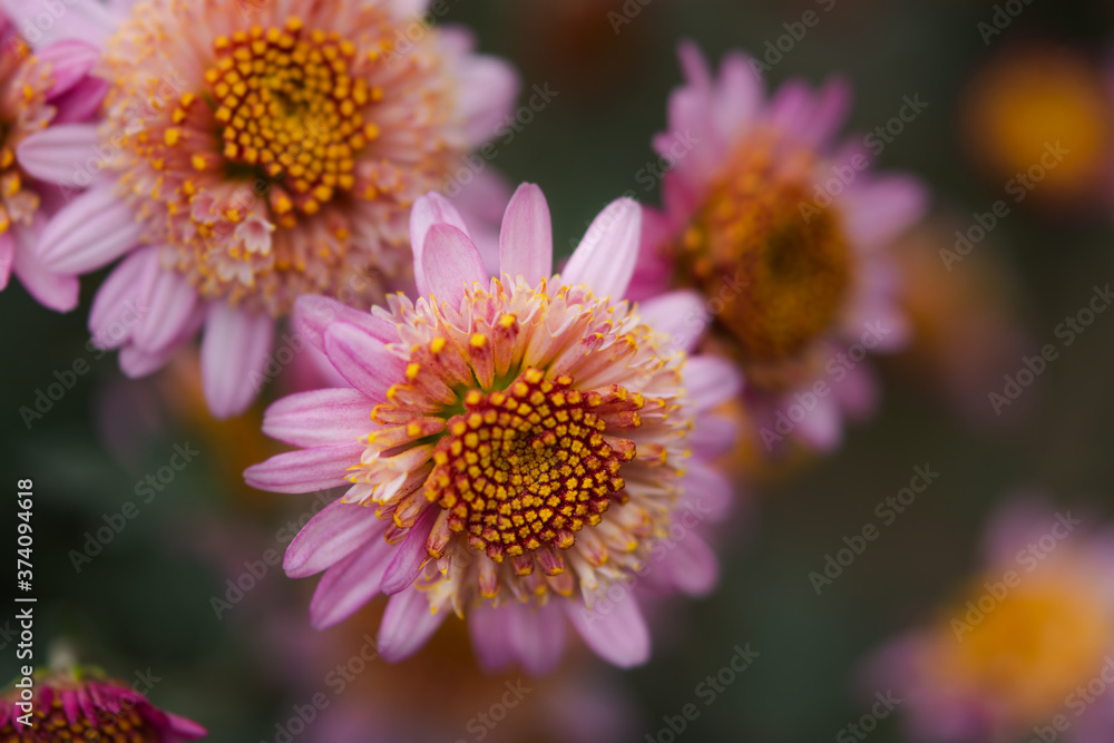 Pink chrysanthemums close-up in the garden. Colorful bright autumn flowers on a blurred background in selective focus. Floral autumn background. Soft natural light. Space for text. Pink chrysanthemums close-up in the garden. Colorful bright autumn flowers on a blurred background in selective focus. Floral autumn background. Soft natural light. Space for text.