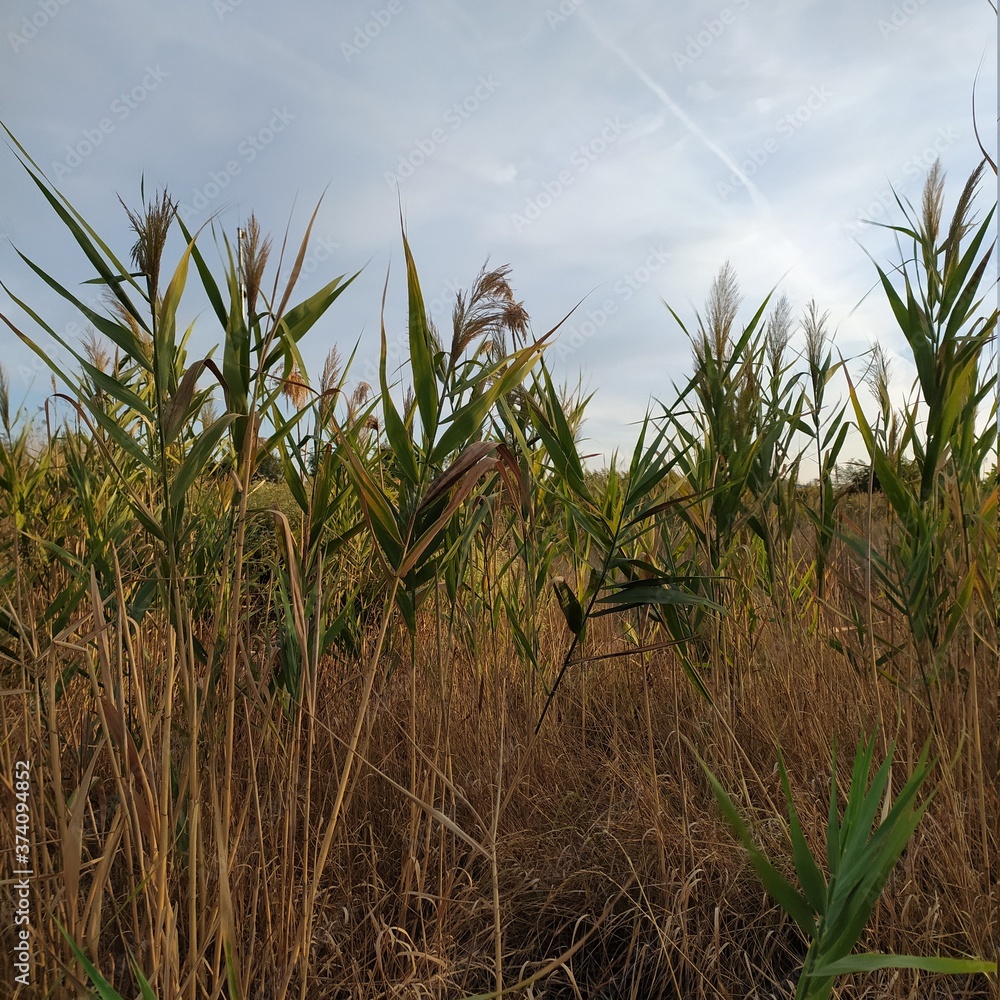 Fototapeta premium field of corn