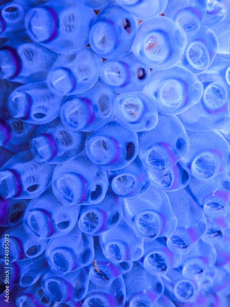 a colony of Purple tunicates (Clavelina picta) close-up a colony of Purple tunicates (Clavelina picta) close-up
