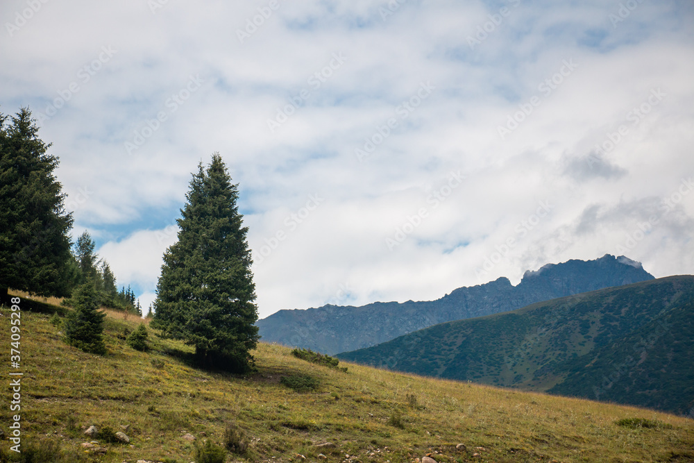 Alpine spruce stands on the mountain ridge with cloudy blue sky and big mountains in the back and green short grass under it. Mountains landscape. Wild nature. Mountain rocks. Alpine spruce stands on the mountain ridge with cloudy blue sky and big mountains in the back and green short grass under it. Mountains landscape. Wild nature. Mountain rocks.