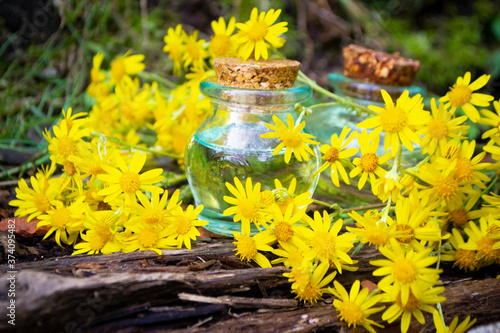 Essence of Jacobaea flowers in beautiful little glass bottle