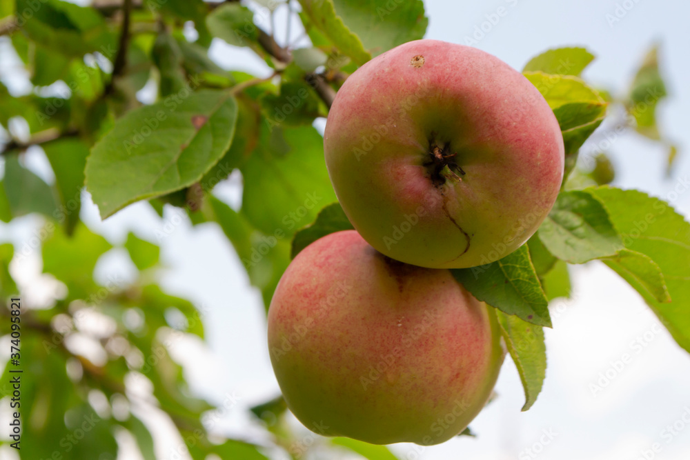 Ripe pink apples on a tree in summer. Background of sky and wispy white clouds. Green leafy bough. Fresh summery image of fruit. Ripe pink apples on a tree in summer. Background of sky and wispy white clouds. Green leafy bough. Fresh summery image of fruit.