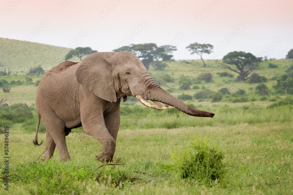 Obraz premium African elephant (Loxodonta africana) bull standing on savanna, throwing sand and smelling, Amboseli national park, Kenya.