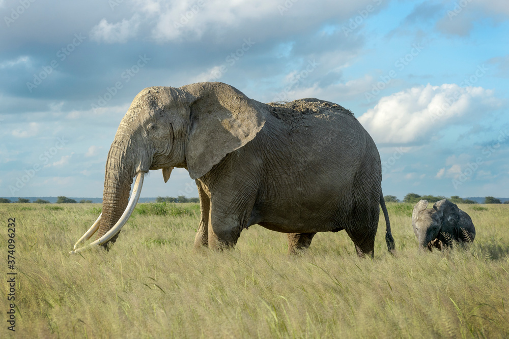 Obraz premium African elephant (Loxodonta africana) and calf walking in grassland, Amboseli national park, Kenya.