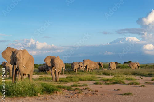 African elephant (Loxodonta africana) herd foraging in front of mount Kilimanjaro, Amboseli national park, Kenya.