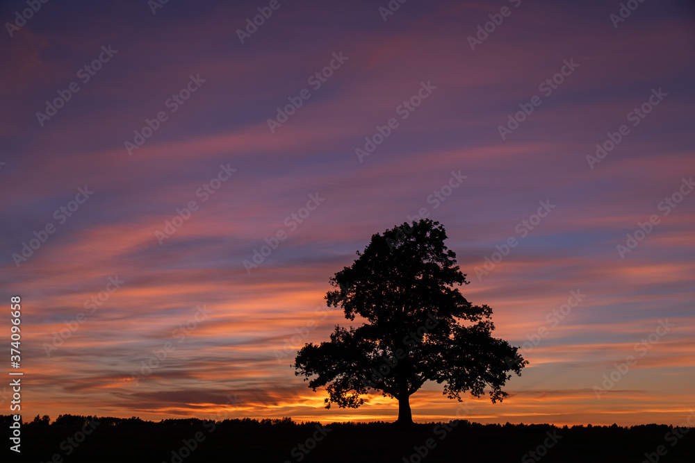 Silhouette of a branchy tree against a background of colorful sunset clouds