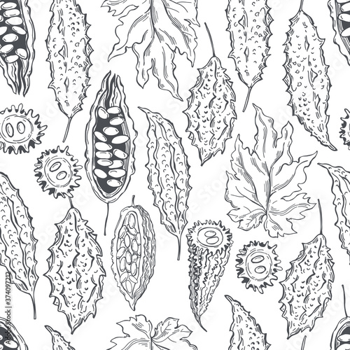  Hand drawn balsam pear. Momordica on white background.  Bitter gourd, bitter melon, Balsam apple.    Vector  seamless pattern.