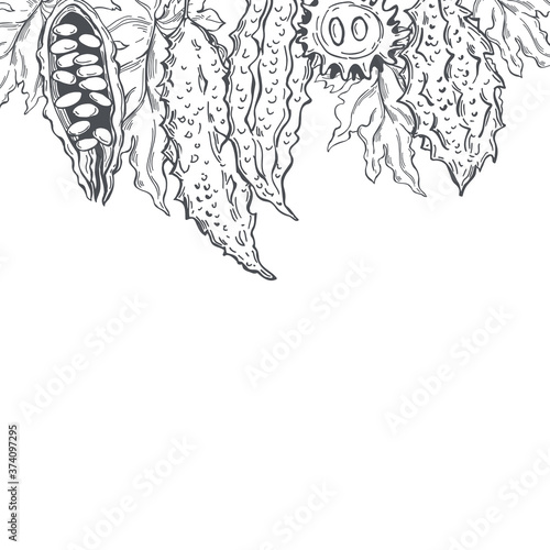  Hand drawn balsam pear. Momordica on white background.  Bitter gourd, bitter melon, Balsam apple.    Vector background.