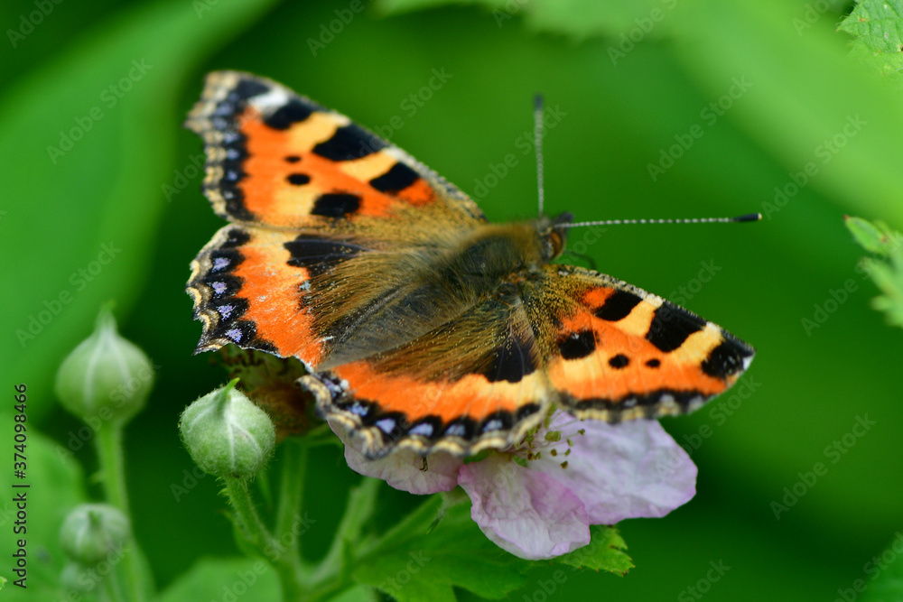 butterfly on flower butterfly on flower