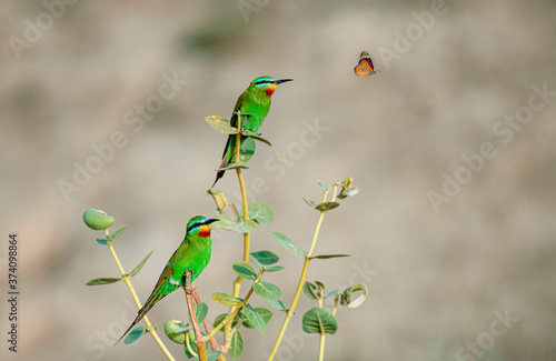 blue cheeked bee eater praying butterfly in habitat  photo