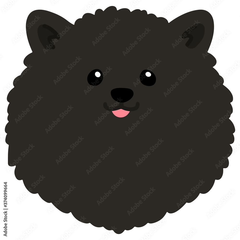 Flat colored black pomeranian front head Flat colored black pomeranian front head