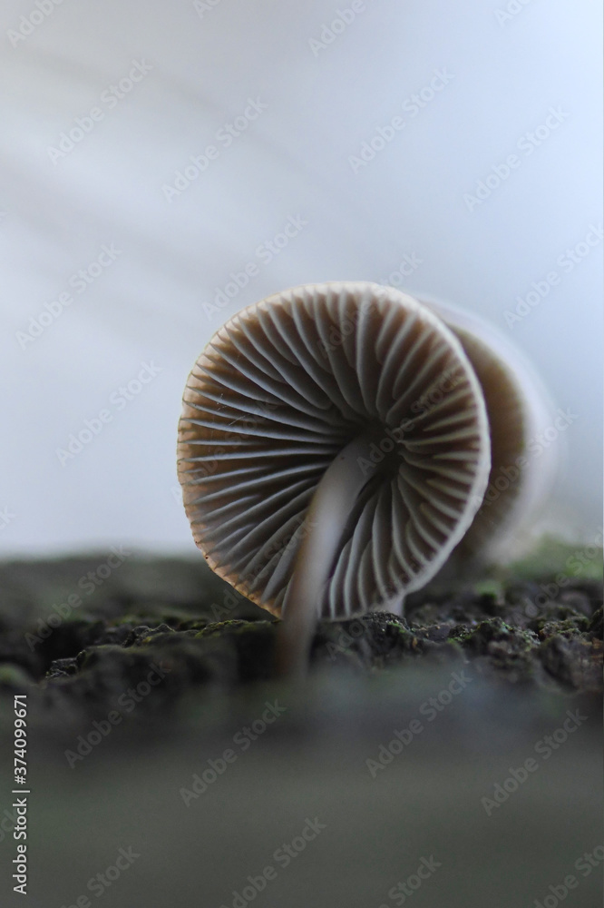 close up of mushroom close up of mushroom
