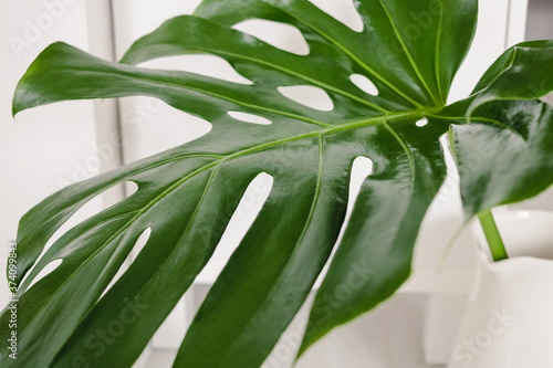 A big green leaf of monstera plant close up