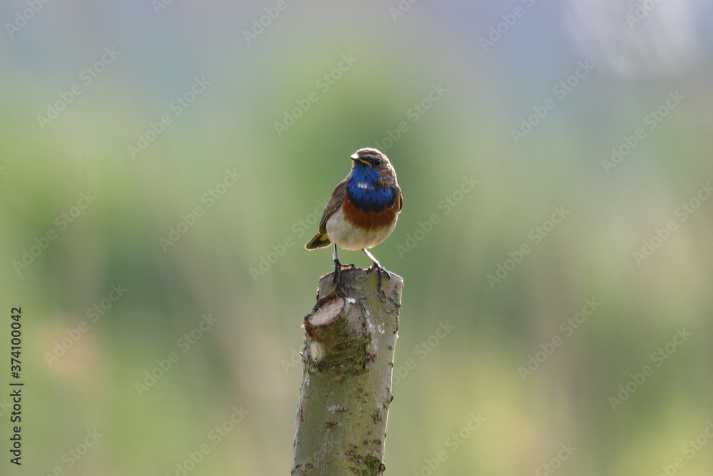 Obraz premium blue tit on a branch
