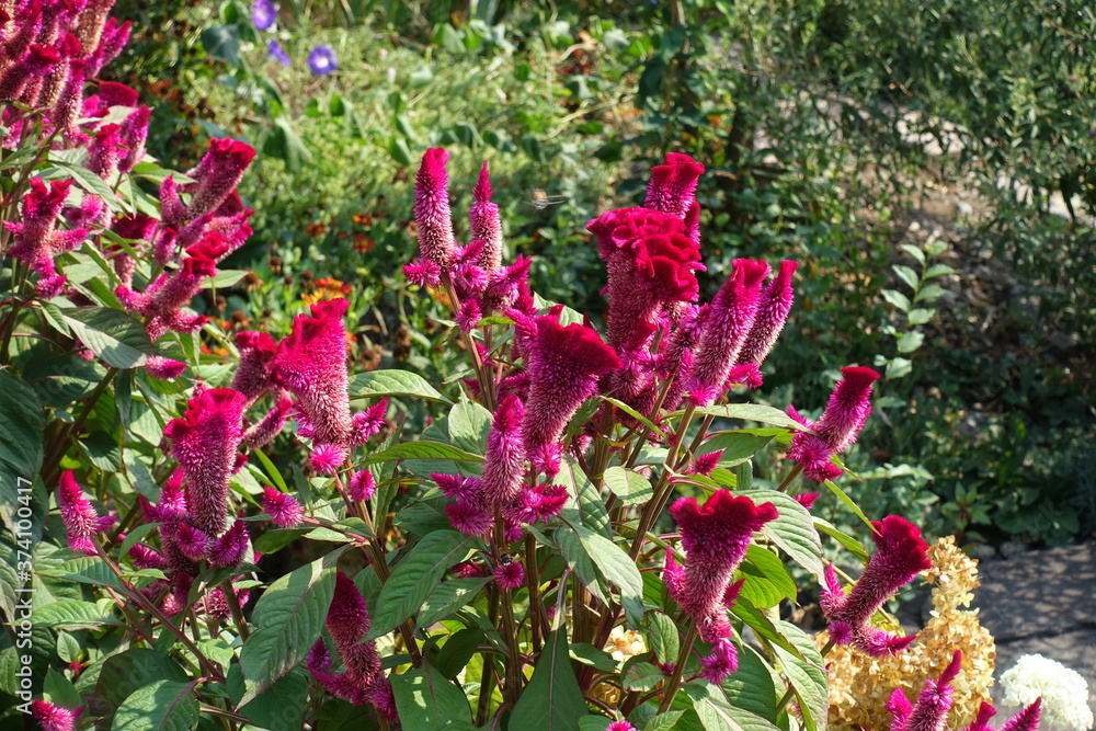 Obraz premium A lot of magenta colored flowers of Celosia argentea var. cristata in September