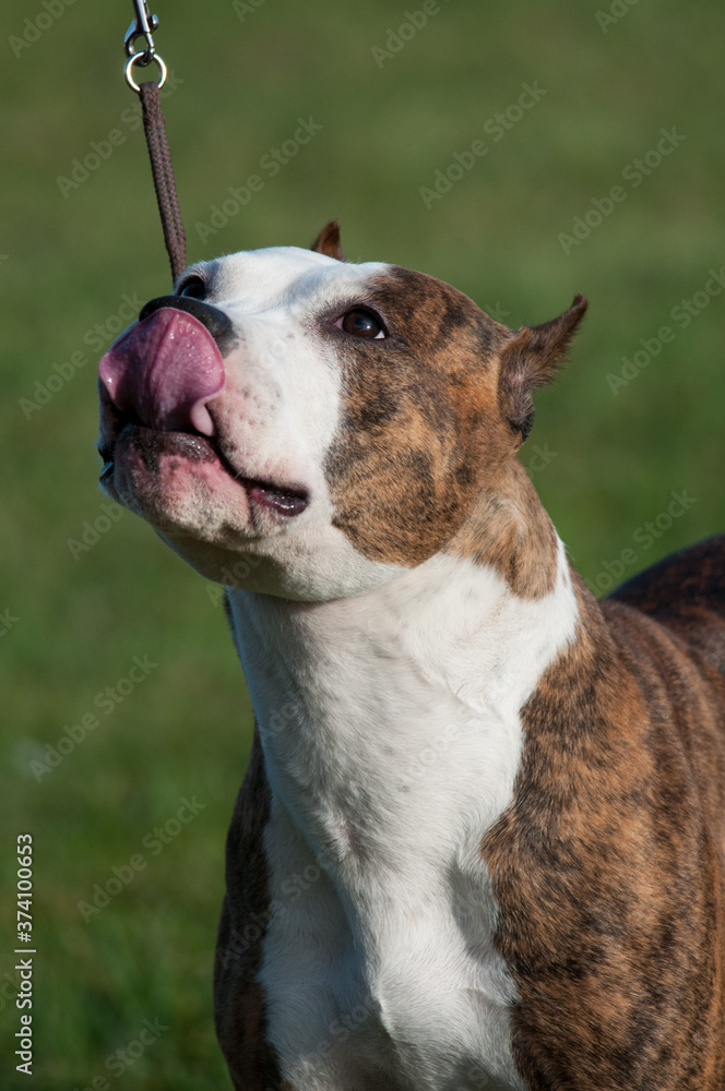 American Staffordshire Terrier Tongue 