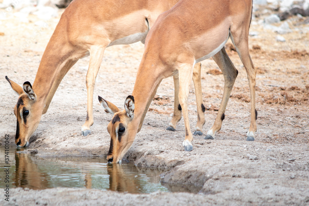 Two impala antelopes drinking water from a waterhole in the African savannah during a safari trip Two impala antelopes drinking water from a waterhole in the African savannah during a safari trip