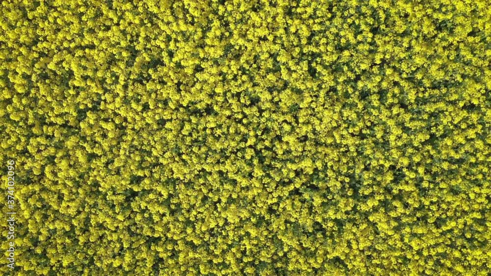 Aerial view of yellow field of flowering colza, rape at Summer day, top view. Aerial view of yellow field of flowering colza, rape at Summer day, top view.