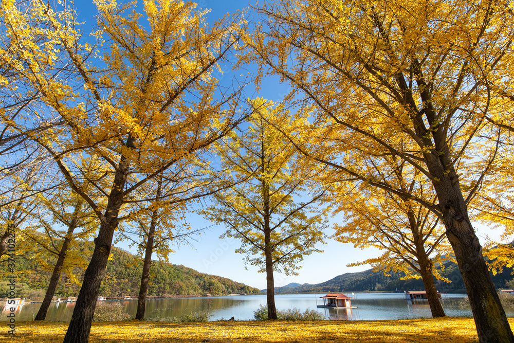 Fototapeta premium autumn landscape with trees