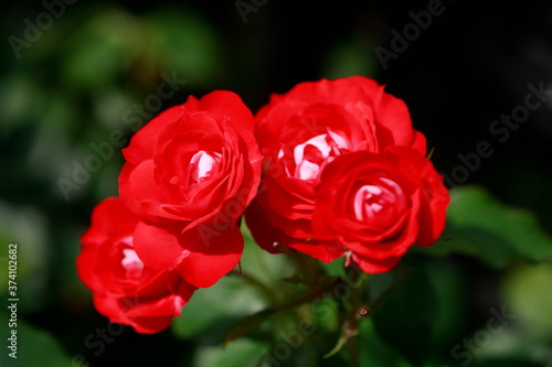 Rote Rosen  Closeup  Blumen   Deutschland