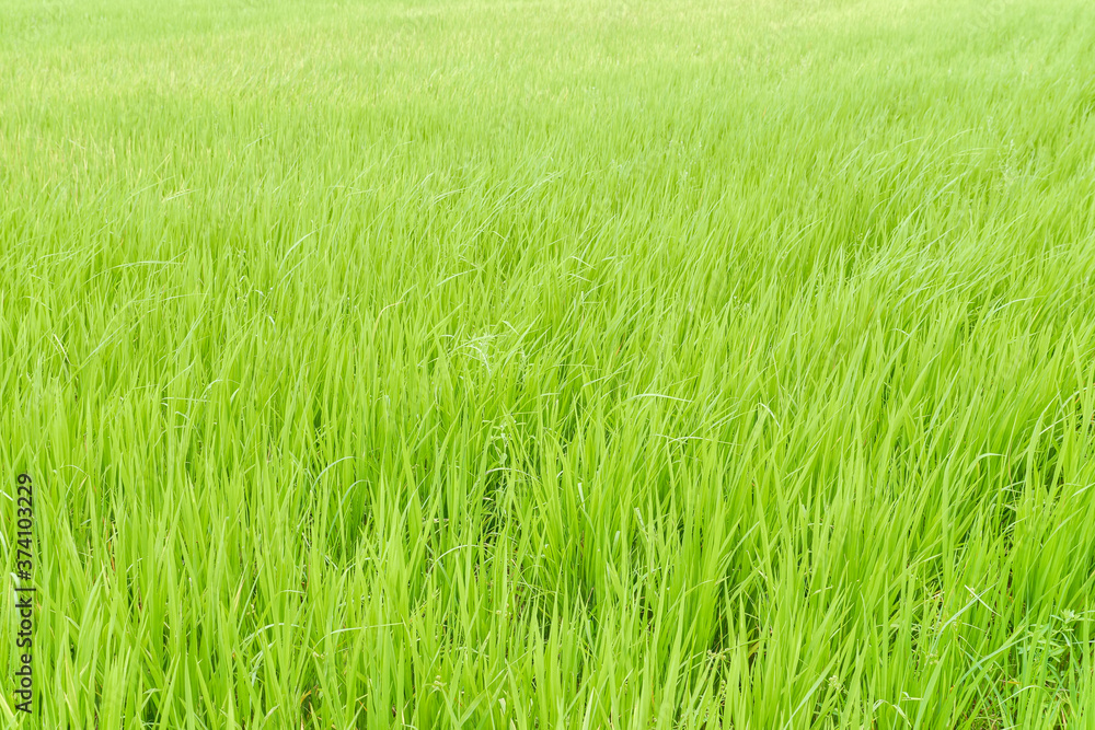 green rice fiald background or green leaves of wheat seedling farming in thailand green rice fiald background or green leaves of wheat seedling farming in thailand