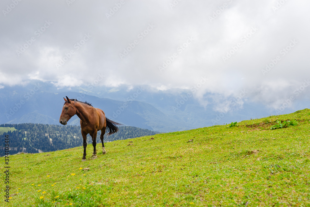 Fototapeta premium horse pasturing on mountain environment. Beautiful nature background
