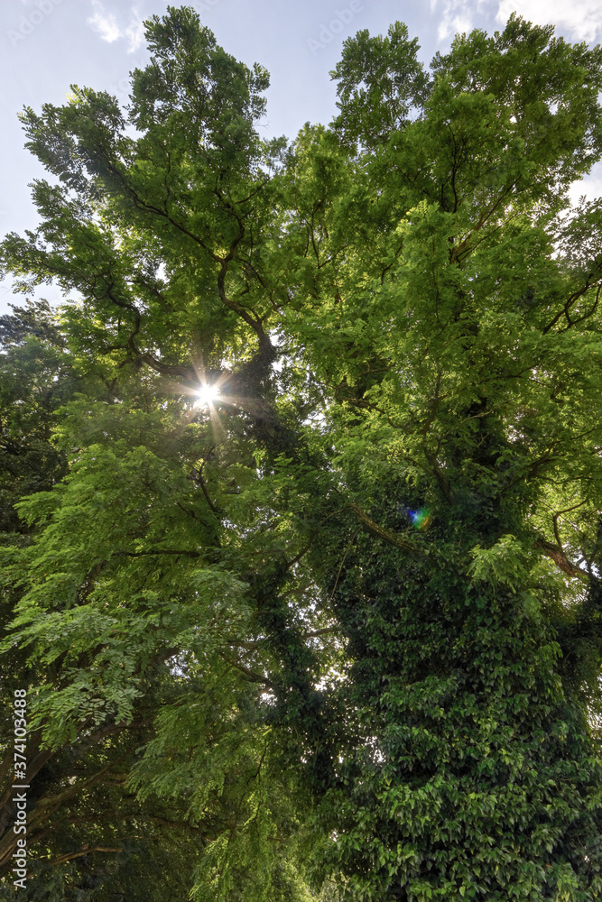 Fototapeta premium Black Locust tree, overgrown with ivy, located in upper Austria