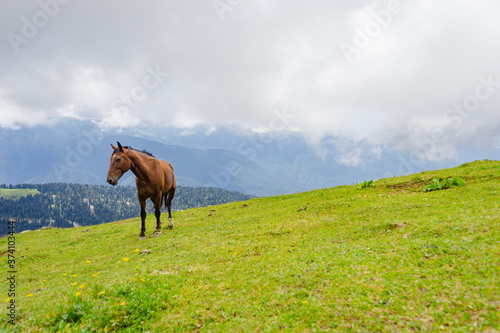 horse pasturing on mountain environment. Beautiful nature background