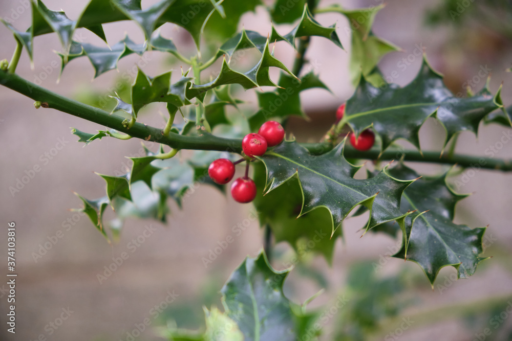 Holly, Ilex aquifolium Holly, Ilex aquifolium