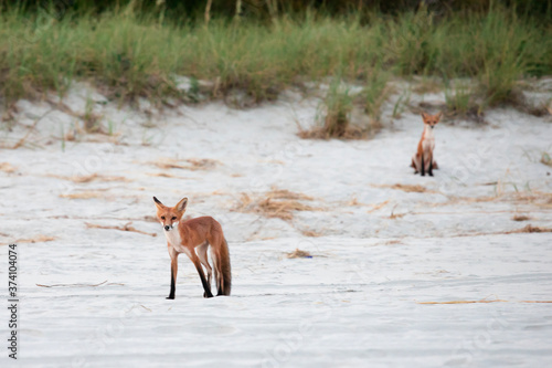 A young Red Fox stands in the sand on the beach in North Myrtle Beach South Carolina. Another fox looks on in the background.