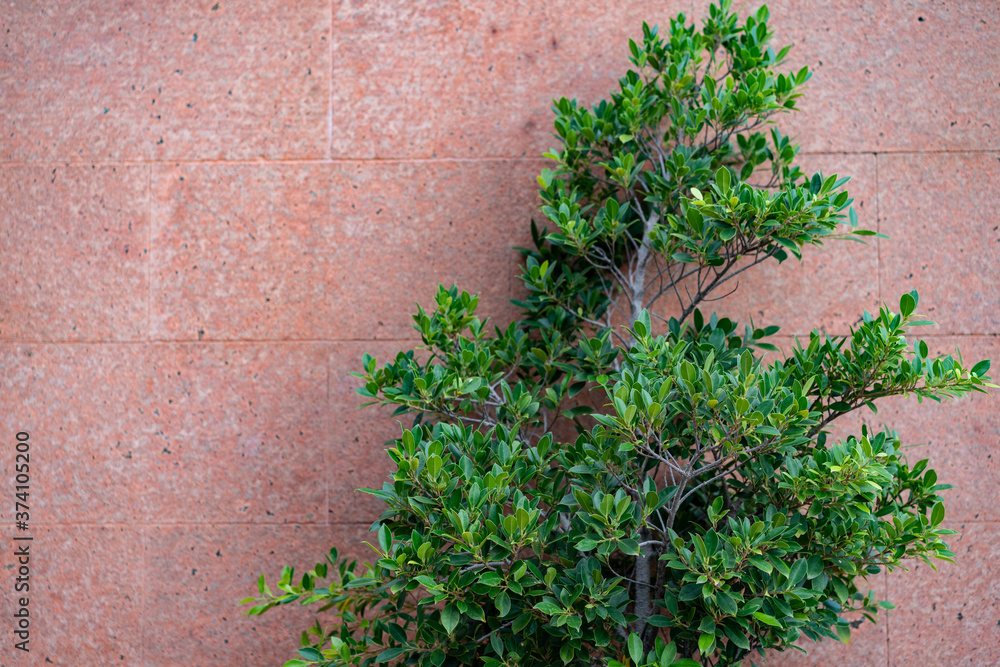 Green plant over pink concrete wall decorative with black and white stone, pink grunge concrete wall. Green plant over pink concrete wall decorative with black and white stone, pink grunge concrete wall.