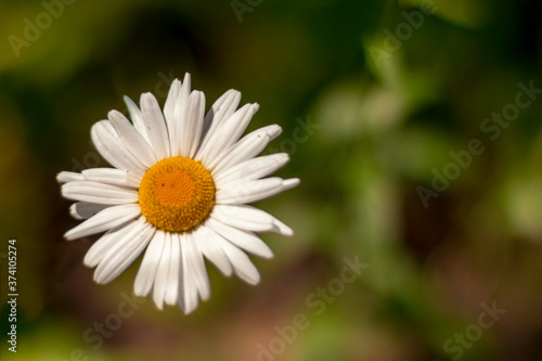 white daisy flower