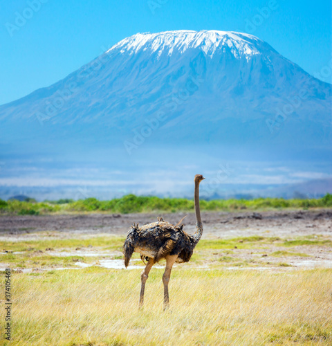 African ostrich grazing