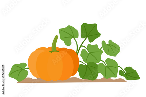 Organic production cartoon vector illustration pumpkin with leaves