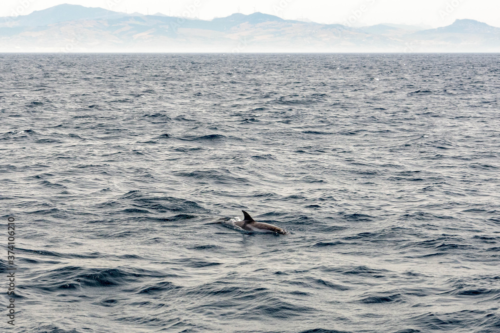 Fototapeta premium Wild dolphin in the waters of the Strait of Gibraltar. Coast of Spain, Cadiz, Andalusia
