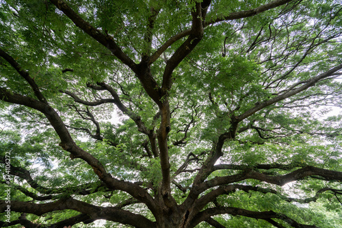Under branches of a giant monkey pod tree in Kanchanaburi, Thailand.
