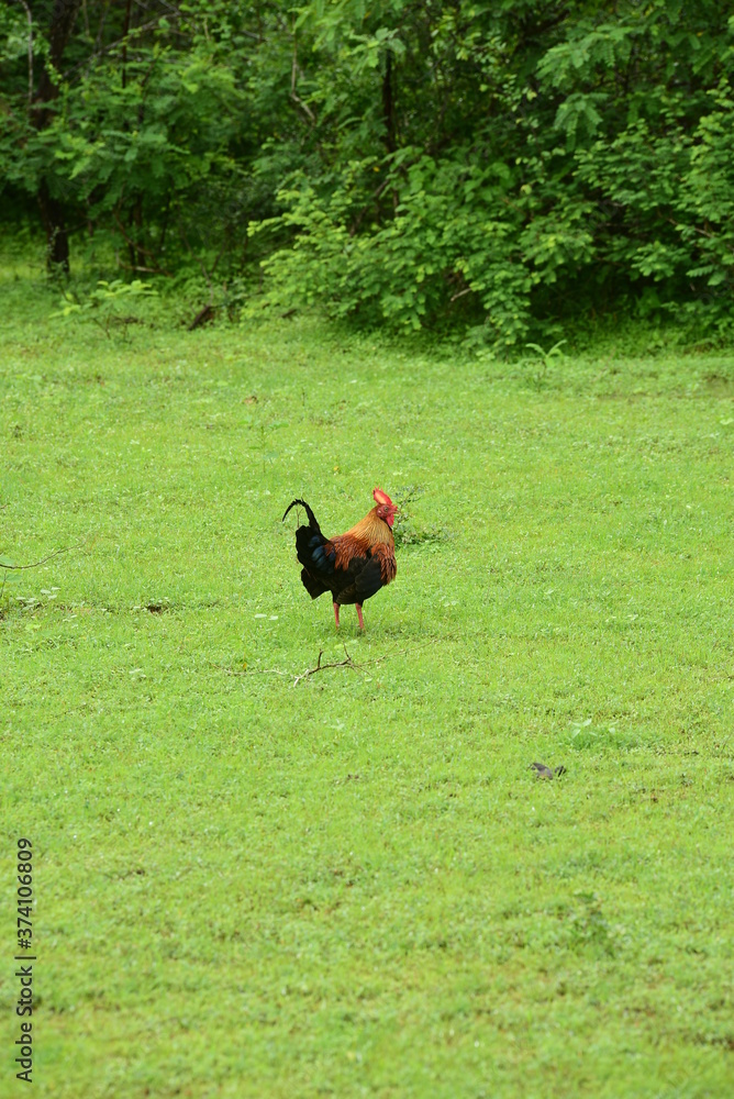 Jungle fowl, National Bird In Sri Lanka Jungle fowl, National Bird In Sri Lanka