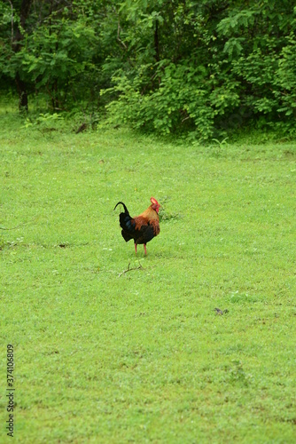 Jungle fowl, National Bird In Sri Lanka © Isuru