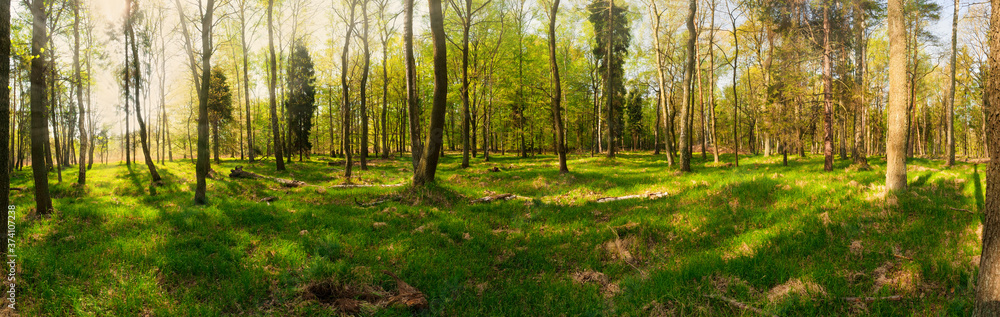 Forest panoramic view in spring or summer. Vibrant green forest during sunset. Soft forest litter and green moss. Perfect natural wallpaper sun rays shining on green leafs in panoramic composition