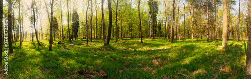 Forest panoramic view in spring or summer. Vibrant green forest during sunset. Soft forest litter and green moss. Perfect natural wallpaper sun rays shining on green leafs in panoramic composition