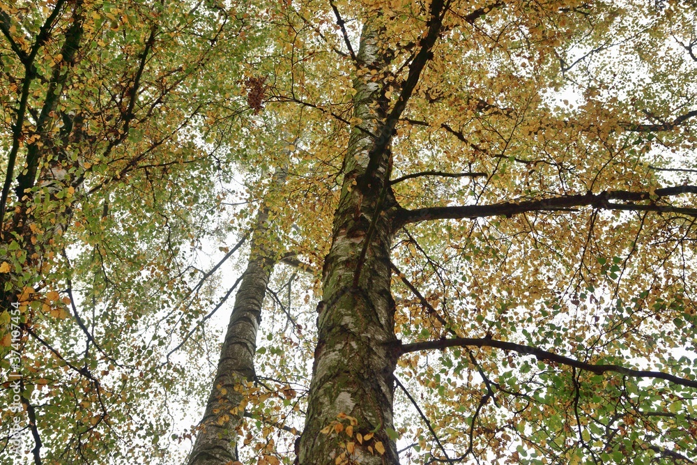 Herbstlicher Birkenwald Herbstlicher Birkenwald