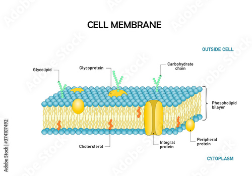 Diagram  of cell membrane, phospholipid bilayers structure photo